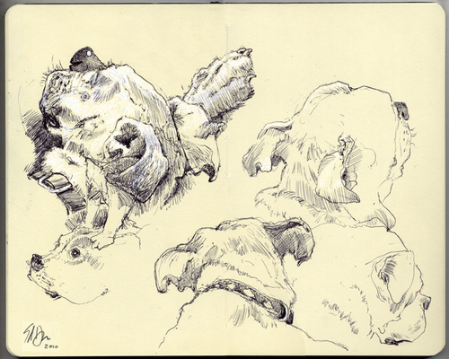 Cartoon: Moleskine Page - Yuki (medium) by halltoons tagged dog,sketch,pen,ink,sketchbook,drawing,pet