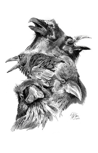 Cartoon: Raven totem 3 (medium) by halltoons tagged raven,crow,corvid,raven,crow,corvid