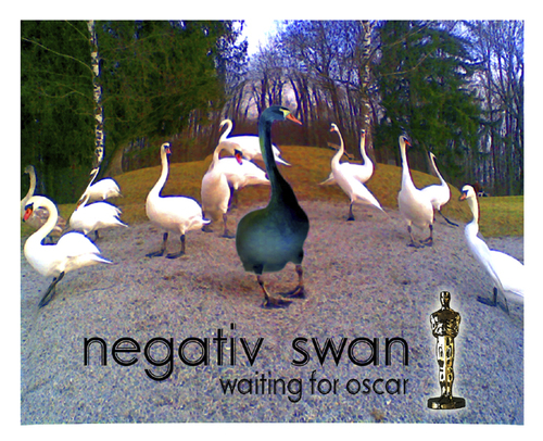 Cartoon: negativ swan (medium) by edda von sinnen tagged oskarverleihung,2011,movie,black,swan,ballett,edda,von,sinnen