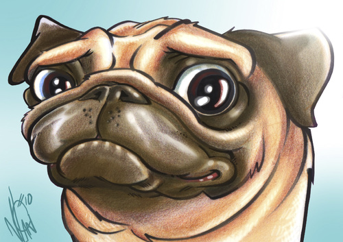 Cartoon: Pug (medium) by nolanium tagged pug,dog,caricature,nolan,harris,nolanium