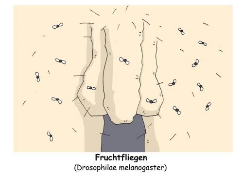 Fruchtfliegen